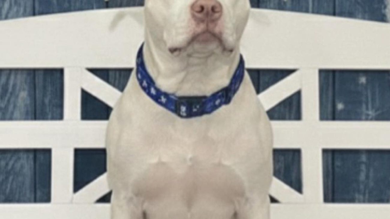 tillie1